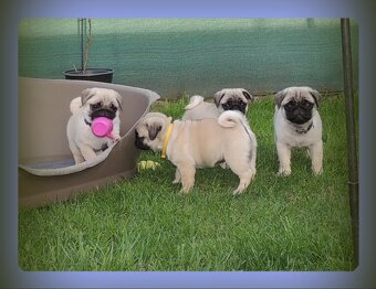 MOPS s PP.FCI. - 9