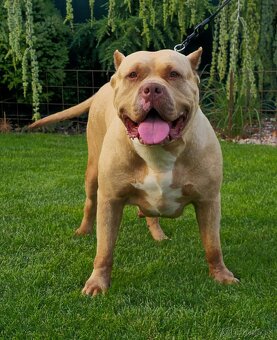 American bully - 9
