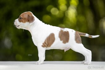 AMERICKÝ STAFORDSHIRSKY TERRIER - 9