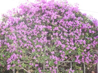 Bugenvilea (Bougainvillea) červená, fialová, cyklámenová - 9
