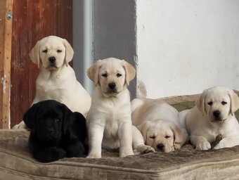 Labrador retriever šteniatka s PP - 9