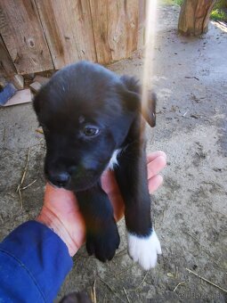 Labrador štaniatka - 9