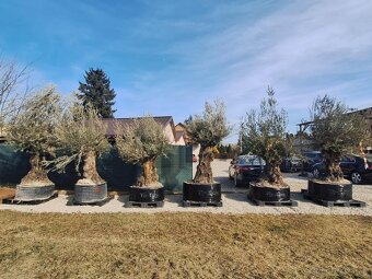 Olivovnik bonsai - 9