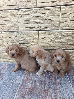 Maltipoo mini, maltipo - 9