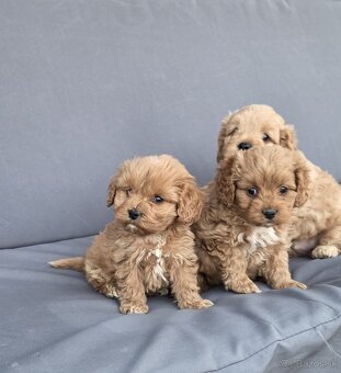 Cavapoo - 9