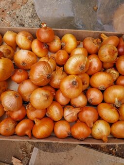 Domáci petržlen , cibula , jablká a sudova kapusta. - 9