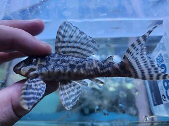 Pleco - 9