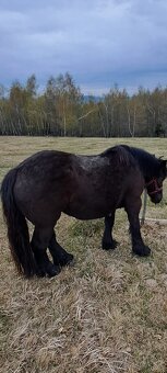 Predám ťažnú kobylu - 9