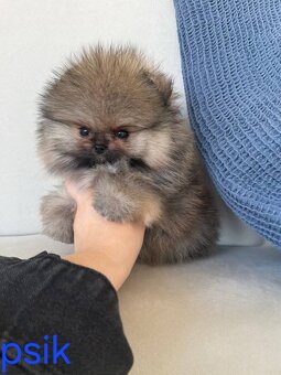 Pomeranian mini - 9