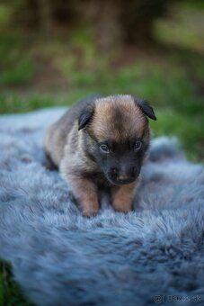 Belgický ovčiak Malinois - 9