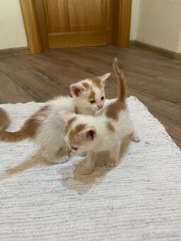 Kocúrikovia hľadajú nový domov - darujem🐾 - 9