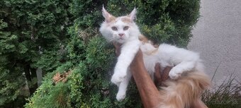 Mainska myvalia Mainne coon - 9