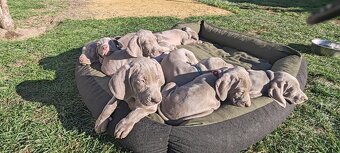 Weimarsky stavač - 9