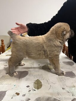 Stredoázijský ovčiak SAO - 9