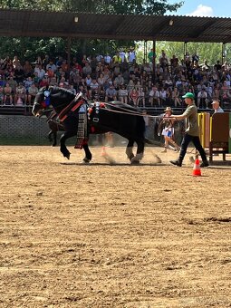 Pripúšťanie plemennými žrebcami - 9