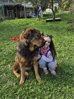 Tibetska doga šteniatka s PP - 9