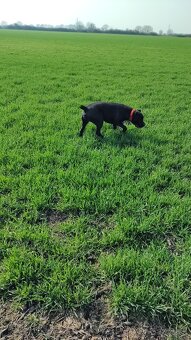 Cane corso - 9