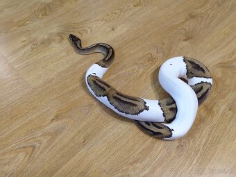 Python regius piebald - dve dospelé samice - 9