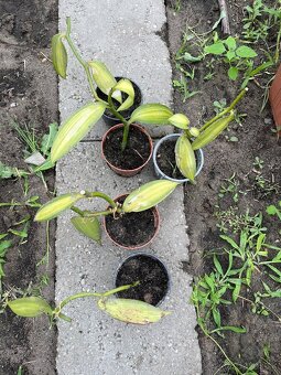 Yuka,fialka,ligurcek(domace maggi),vanilka,fikus - 9