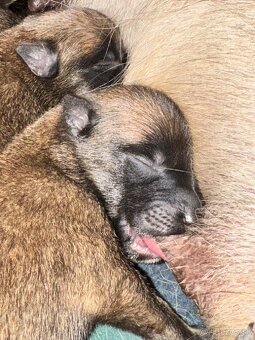 Belgicky ovčiak Malinois - 9
