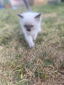 Ragdoll mačiatka bez PP - 9
