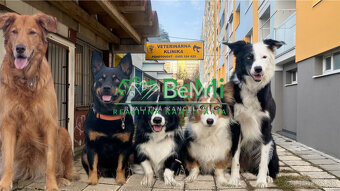 Odstúpenie - salónik - strihanie psíkov Sásová,Banská Bystri - 9