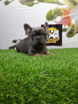 Francúzsky buldoček - 9