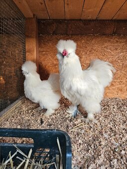 Nasadove vaj.araucana lavender,araucana,hodvabnicka usa - 9