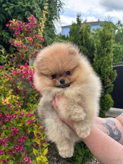 Pomeranian FCI - 9