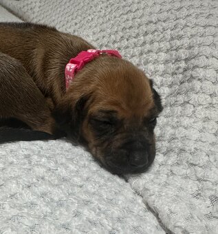 Rhodesian Ridgeback s preukazom pôvodu - 9