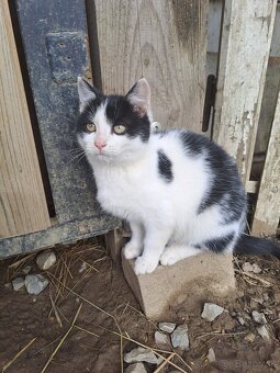 Darujem mačiatka - 9