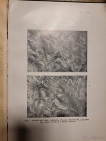Štúdium vlny a kožušín slovenských oviec 1924 - 9