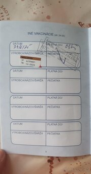 Maltipo - 9