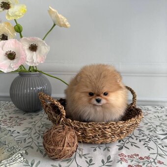 Pomeranian mini - 9