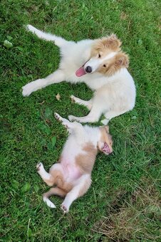 Kólia dlhosrstá s PP - 9