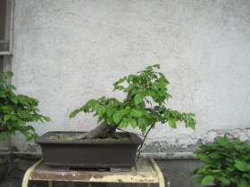 bonsai,bonsaj-hrab 5 - 9