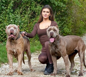 Bandog - 9