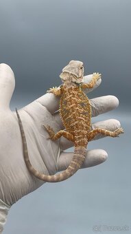 Agama bradata / pogona vitticeps - 9