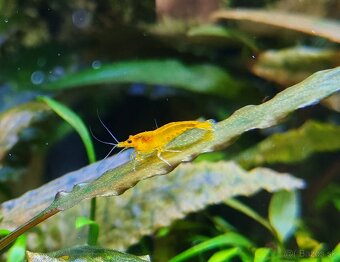 Neocaridina Orange Fire Skyfish - 9