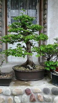 bonsai,bonsaj-hrab 2 - 9
