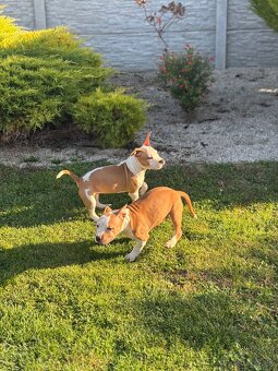 Americký stafordšírsky teriér - 9