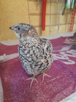 Prepelice japonské - 9