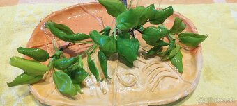 Akvarijné rastliny - 9