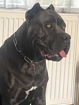 Cane Corso s PP - 9