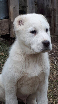 Stredoázijský ovčiak SAO s PP - 9