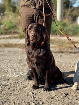 Hnedé šteniatka Labrador s PP - 9