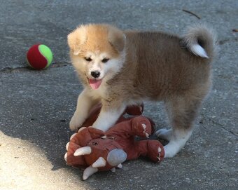 Akita inu - šteniatka s rodokmeňom - 9