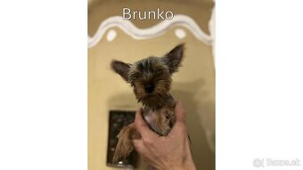 Baricsfarma ponúka na predaj yorkshirských teriérov - 9