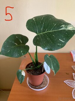 MONSTERA THAI CONSTELLATION - 9