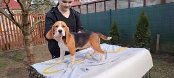 Beagle s PP - 9